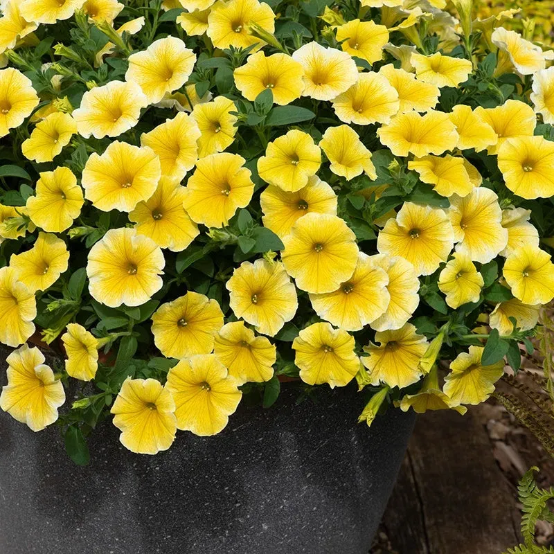 World Botanics Petunia Bees Knees jonge planten 5 stuks geel