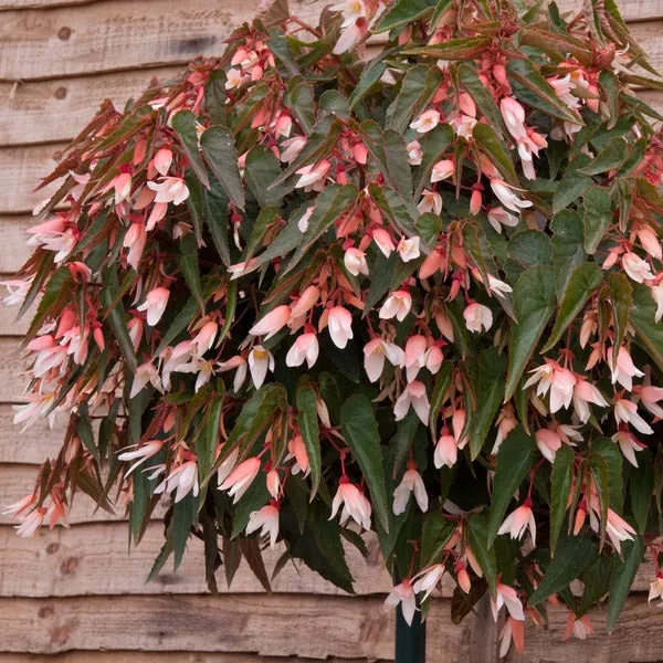 World Botanics Starshine Appleblossom begonia 5 stek