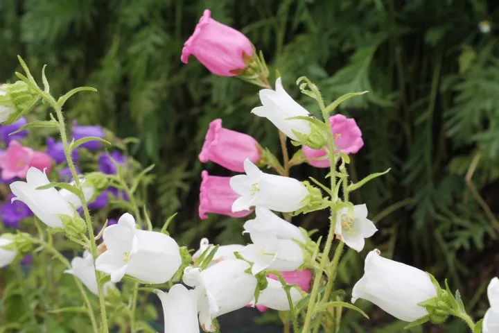 Vitale Rassen Mariëtteklokje mix bloemzaden onbespoten