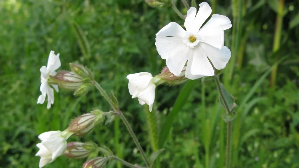 MediGran Silene latifolia alba Avondkoekoeksbloem zaden wit