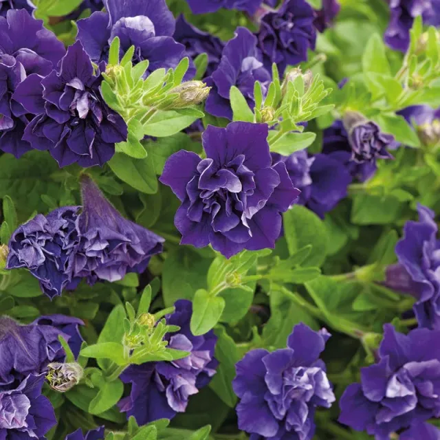 World Botanics Tumbelina Belinda petunia 5 jonge planten blauw