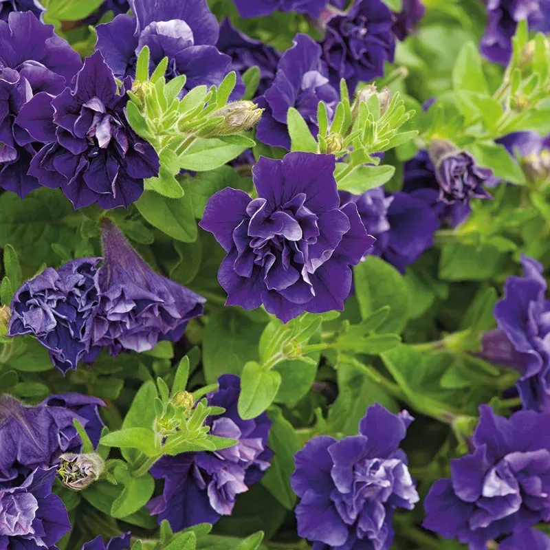 World Botanics Tumbelina Belinda petunia 5 jonge planten blauw