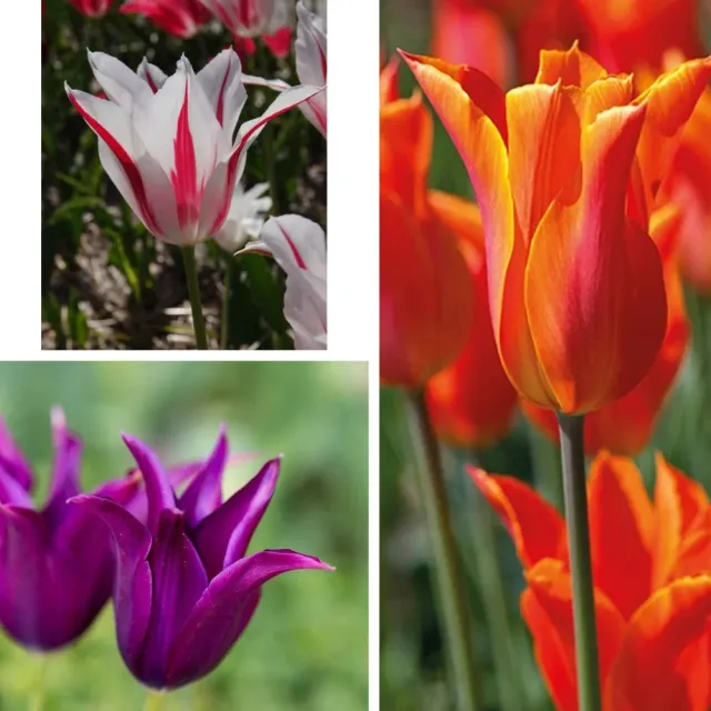 World Botanics Lily Flowered tulpenbollen 45 stuks mix