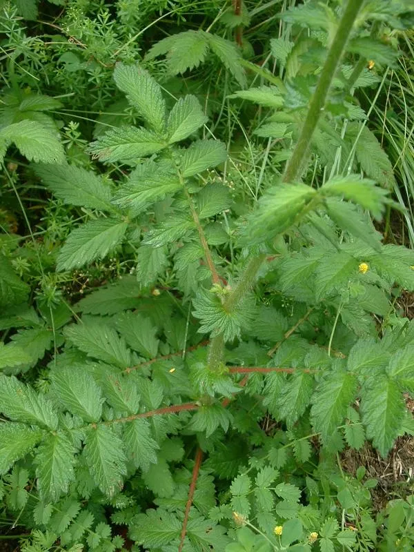 De Tuinen van MergenMetz Agrimonie gewoon plantje herborist geel