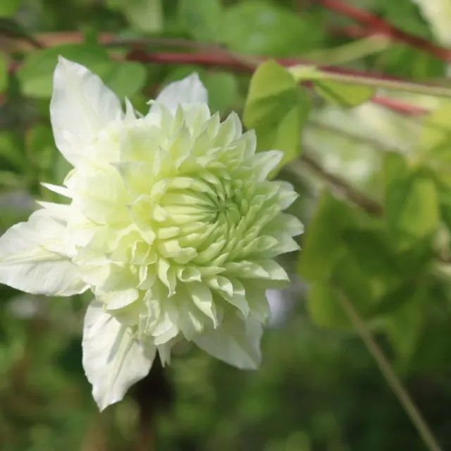 World Botanics Clematis Manju klimplant 1x 9cm pot dubbelbloemig