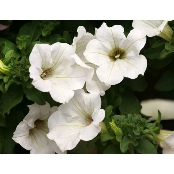 World Botanics Surfinia Lime White petunia planten 5 stuks hang