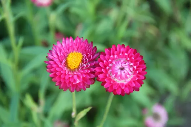 Vitale Rassen donkerroze strobloem zaden onbespoten