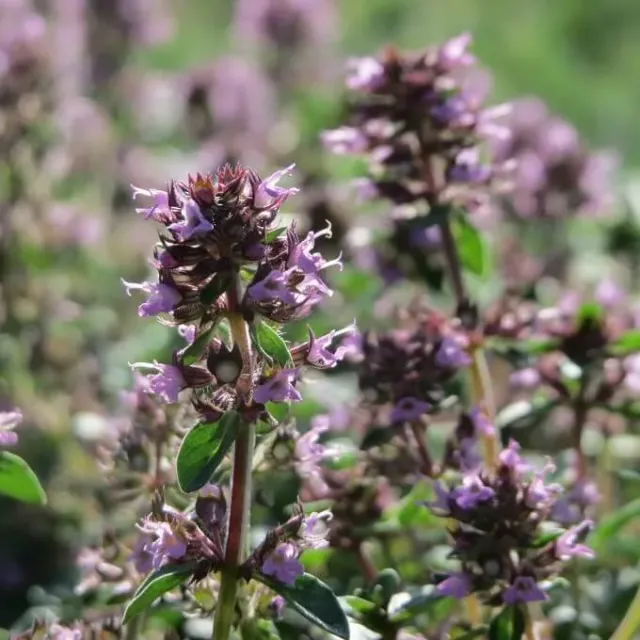 MediGran Thymus pulegioides Grote tijm zaden roze