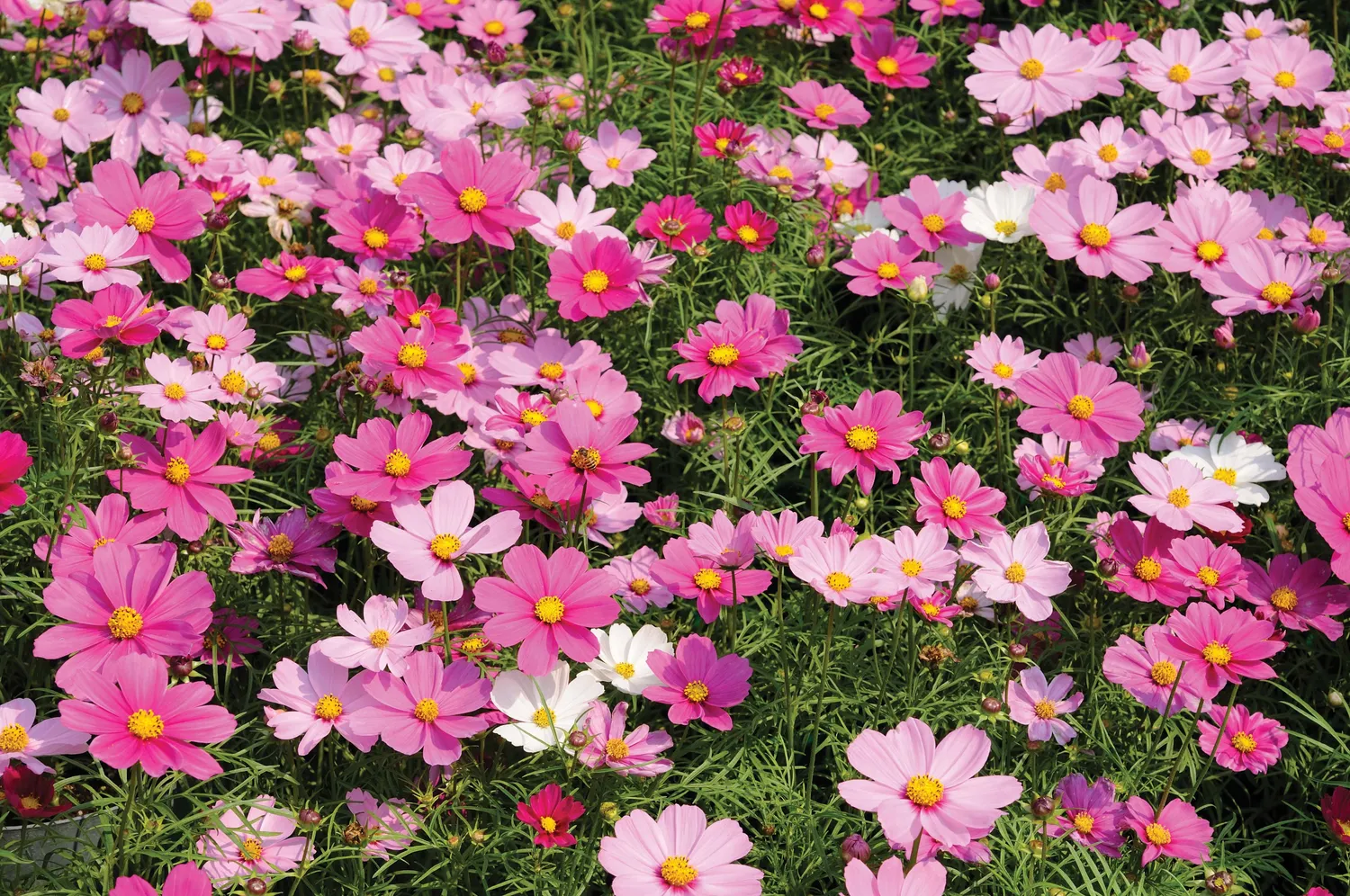 World Botanics Dwarf Sensation cosmos zaden laag gemengd