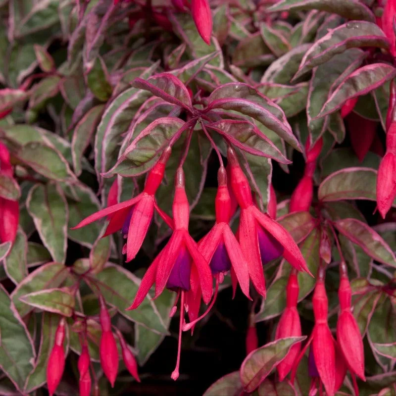 World Botanics Fuchsia Tom West jonge planten 5 stuks winterhard