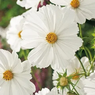 World Botanics Purity cosmos bloemzaden wit eenjarig