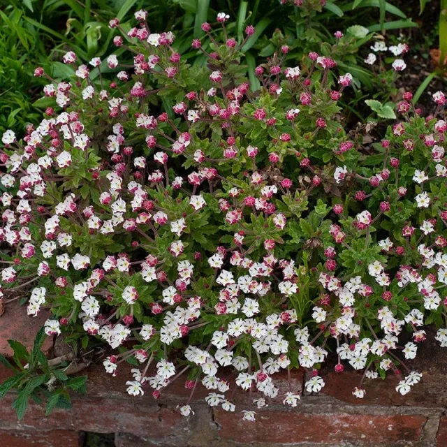 World Botanics Night Phlox Zaluzianskya ovata bloemplanten 3 stuks geurend