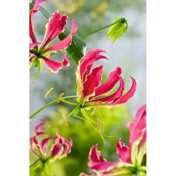 World Botanics Gloriosa Rothschildiana bloembollen klimmend rood