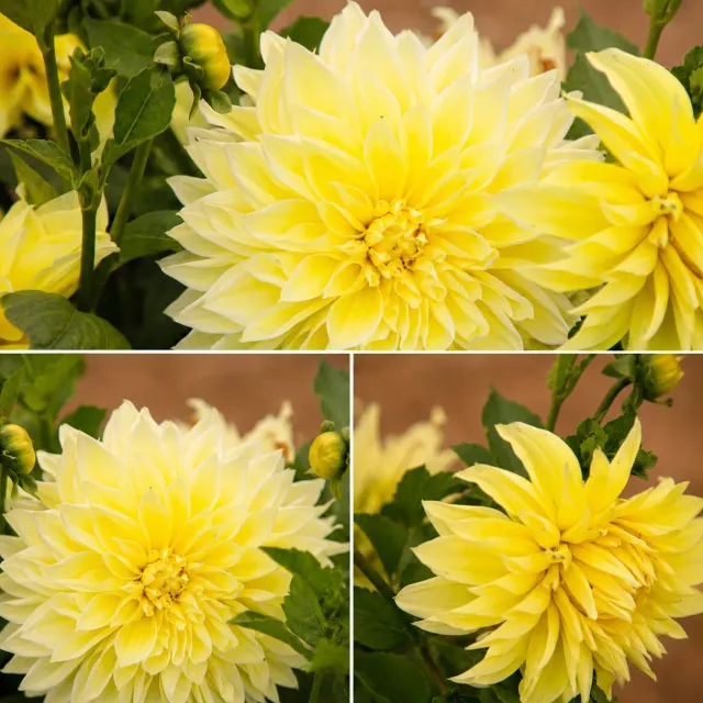 World Botanics Dahlia Kelvin Floodlight knol geel 1 stuk