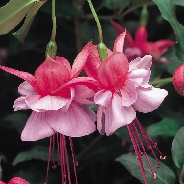 World Botanics Heidi Anne struikfuchsia 5 jonge planten