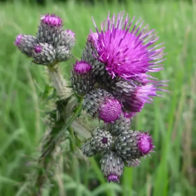 MediGran Kale Jonker Cirsium Palustre Zaden Onbespoten