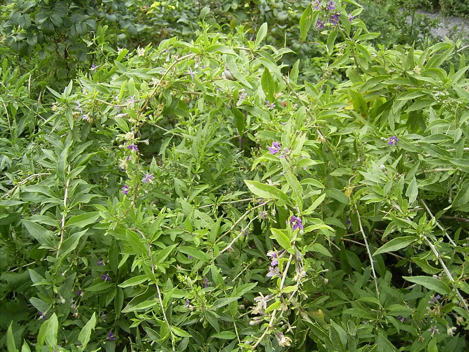 MergenMetz Boksdoorn Lycium barbarum Instant Success plant
