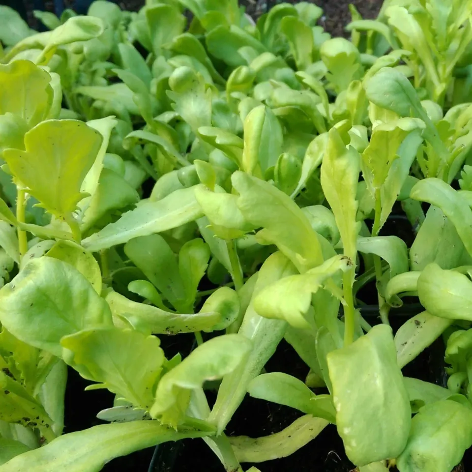 De Tuinen van MergenMetz Tong Ho Big Leaf eetbare chrysant zaden 2 gr