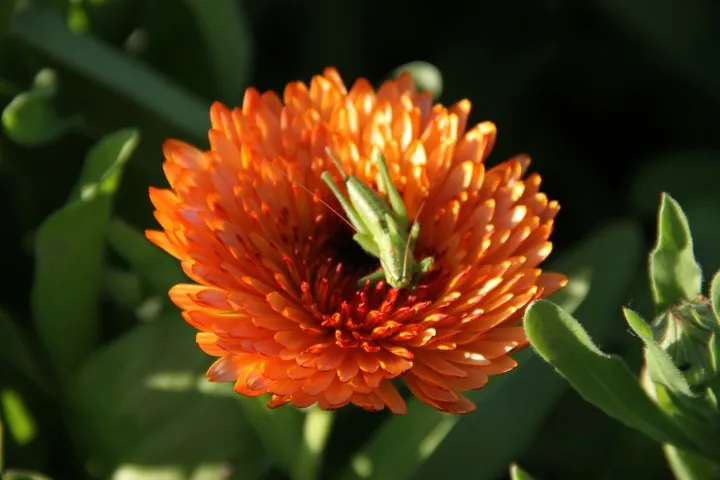 Vitale Rassen Strawberry Blonde goudsbloem zaden roze