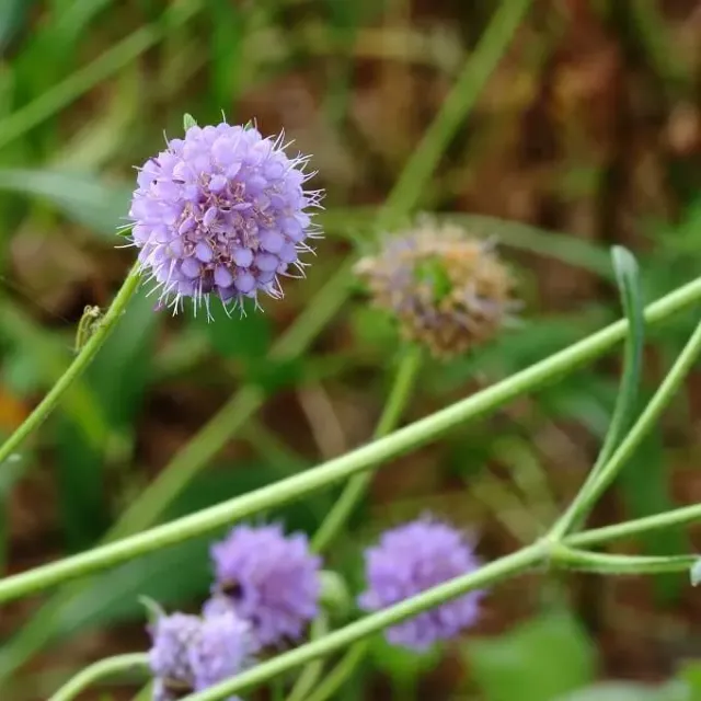 MediGran Succisa pratensis Blauwe knoop zaden onbespoten