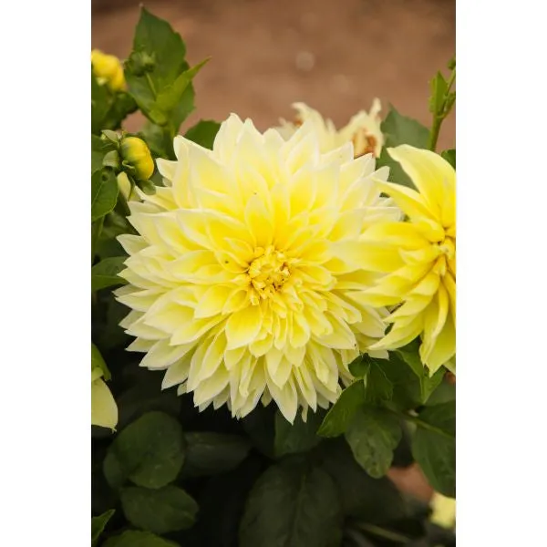 World Botanics Dahlia Kelvin Floodlight knol geel 1 stuk