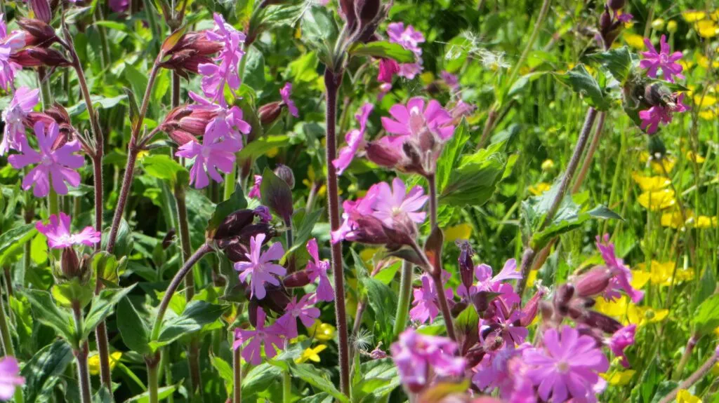 MediGran Silene dioica Dagkoekoeksbloem zaden halfschaduw