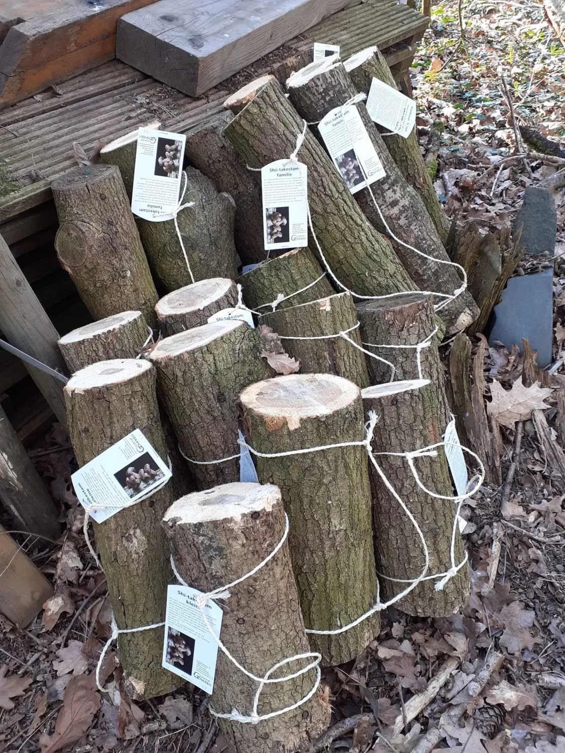De Tuinen van MergenMetz Shiitake-stam klein eetbaar hout