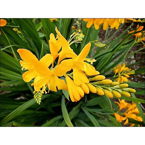 World Botanics Crocosmia Paul’s Best Yellow vaste plant 9cm