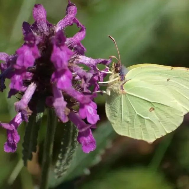 MediGran Betonica officinalis zaden betonie onbespoten