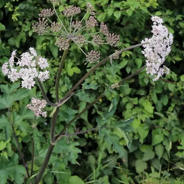 MediGran Heracleum gewone berenklauw zaden onbespoten