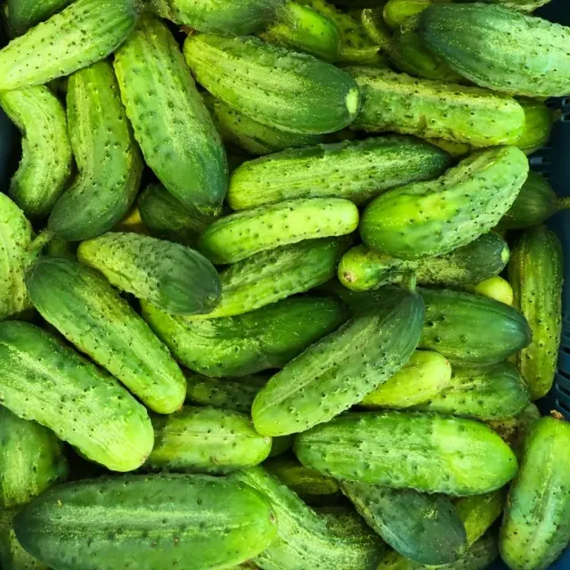 Vitale Rassen Augurk Vert Petit de Paris zaden onbespoten