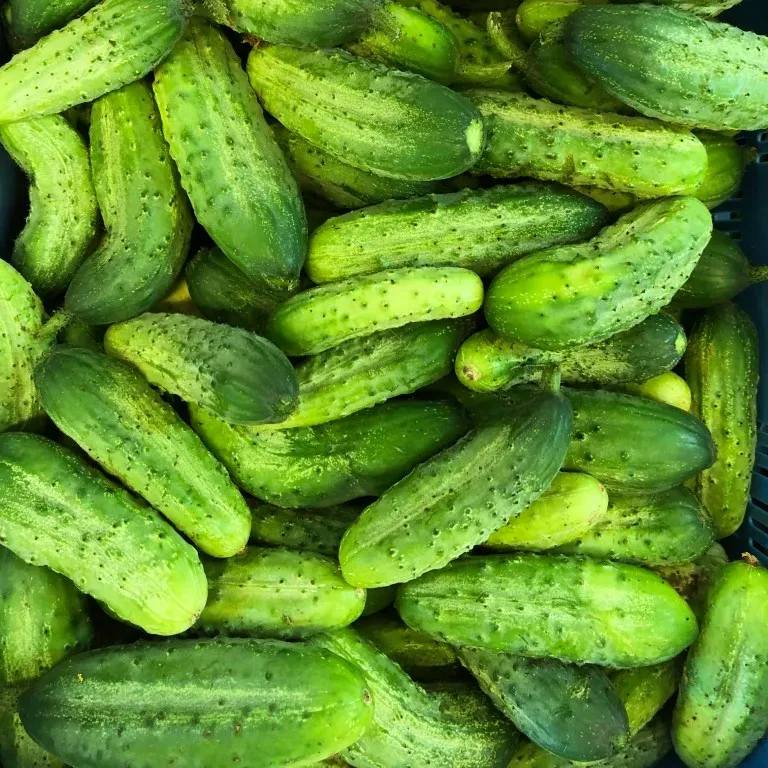 Vitale Rassen Augurk Vert Petit de Paris zaden onbespoten