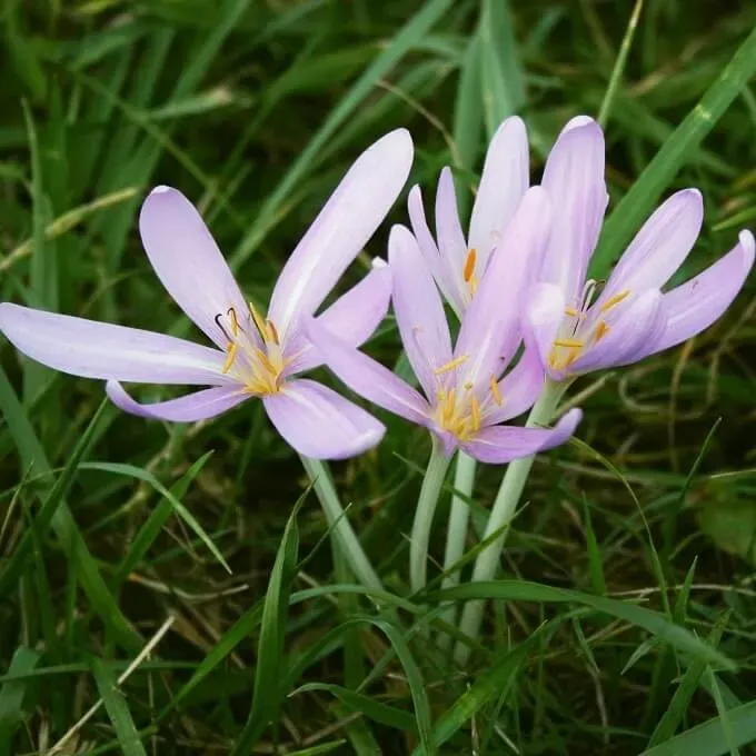 MediGran Colchicum autumnale zaden herfsttijloos najaar