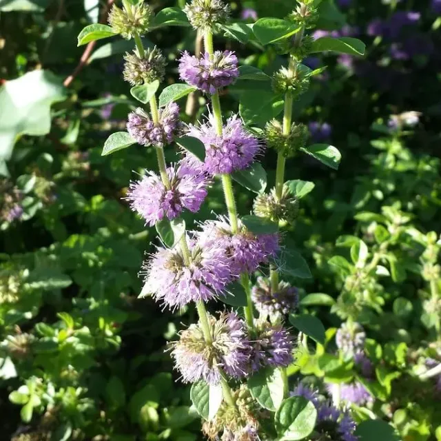 MediGran Polei Mentha Pulegium Zaden Onbespoten