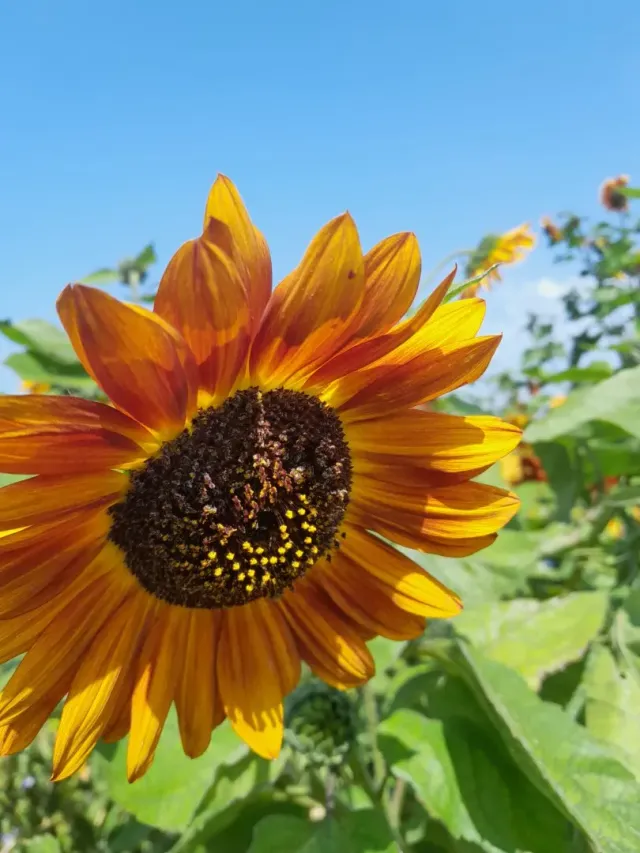 Vitale Rassen Velvet Queen zonnebloem zaden donkerrood
