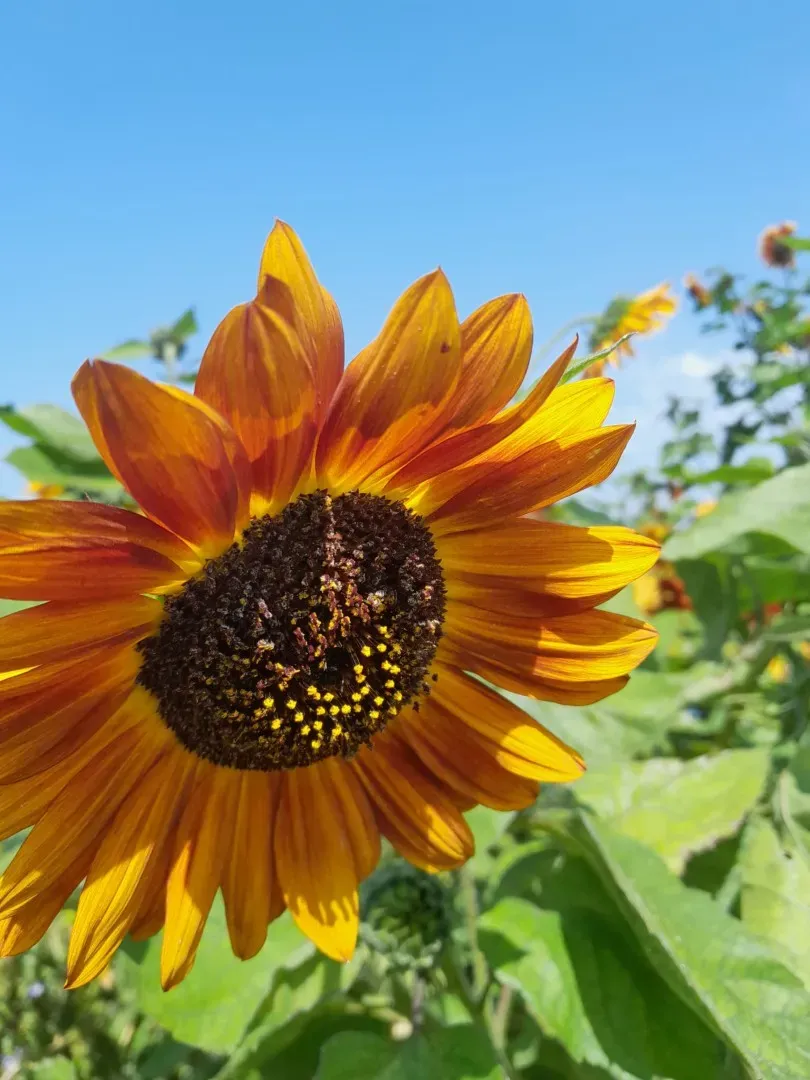 Vitale Rassen Velvet Queen zonnebloem zaden donkerrood