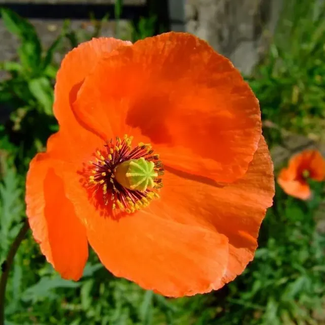 MediGran Papaver dubium Bleke klaproos zaden onbespoten