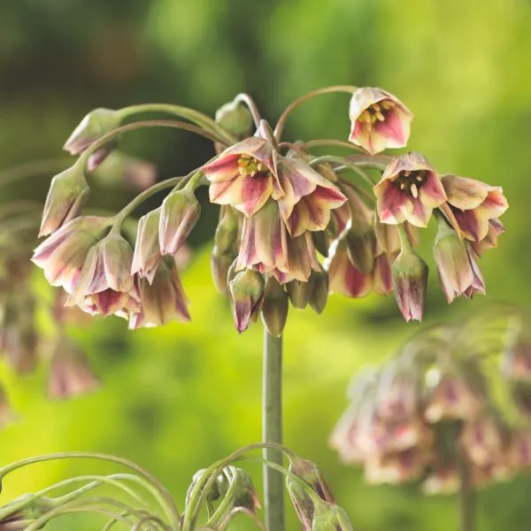 World Botanics Pollinator Friendly Bulb Collection 113 bollen