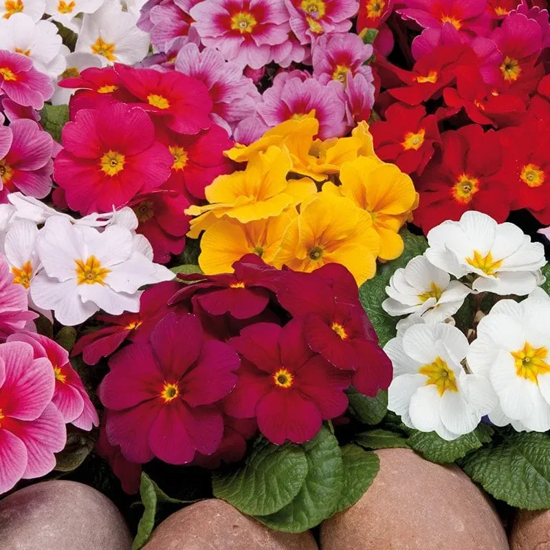 World Botanics Wanda XP Mix primula planten 15 stuks winterhard