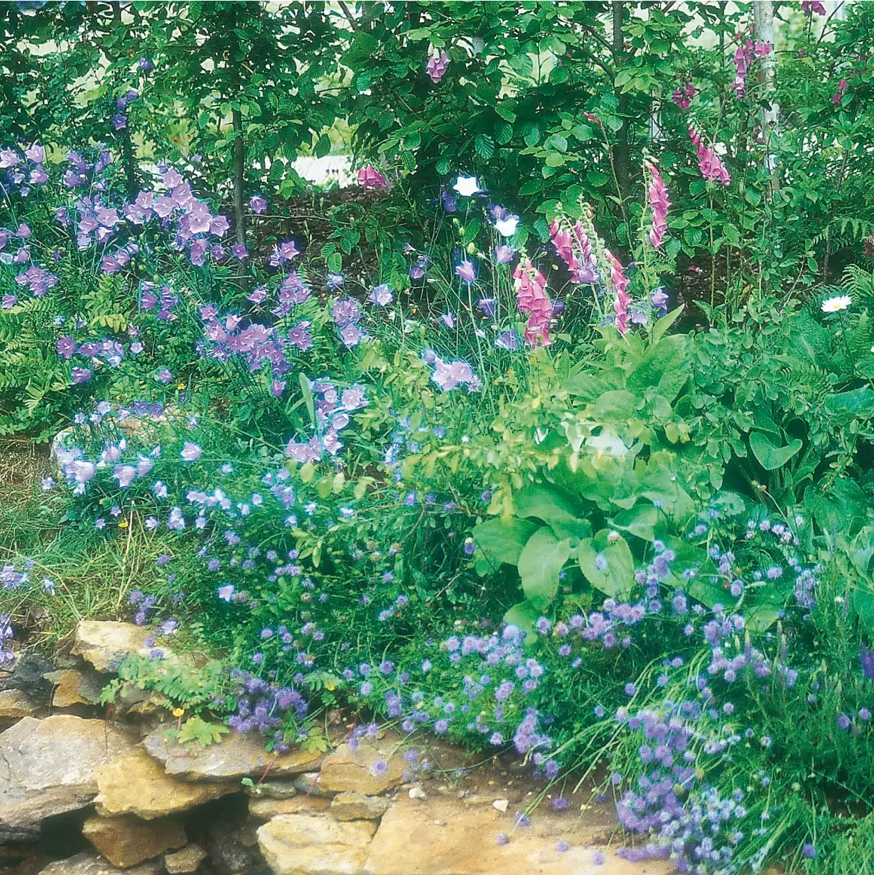 World Botanics Woodland wildbloemenmengsel zaden schaduw