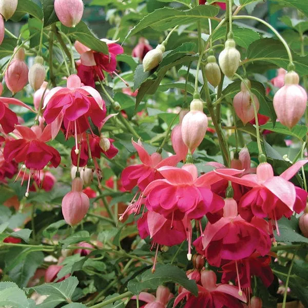 World Botanics Fuchsia Hardy Collection jonge planten 15 stuks