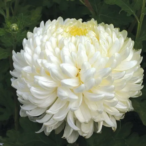 Woolmans Chrysanthemum Billy Bell jonge planten 5 stuks wit