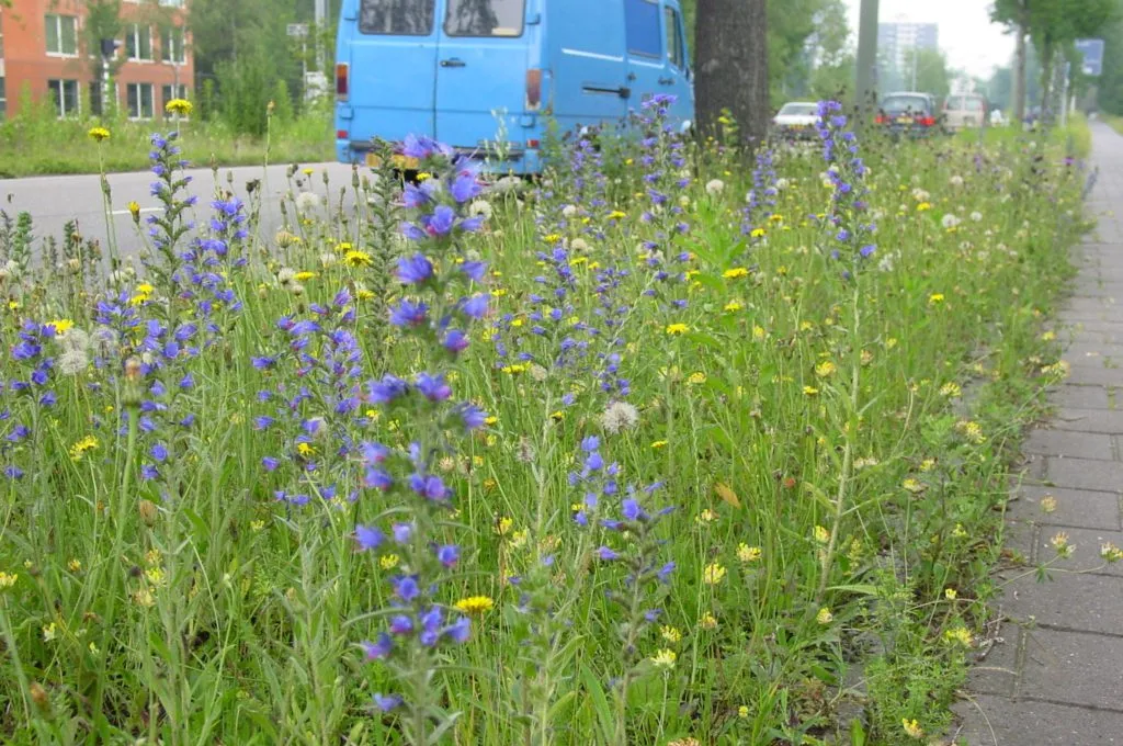 MediGran Echium vulgare Slangenkruid zaden onbespoten