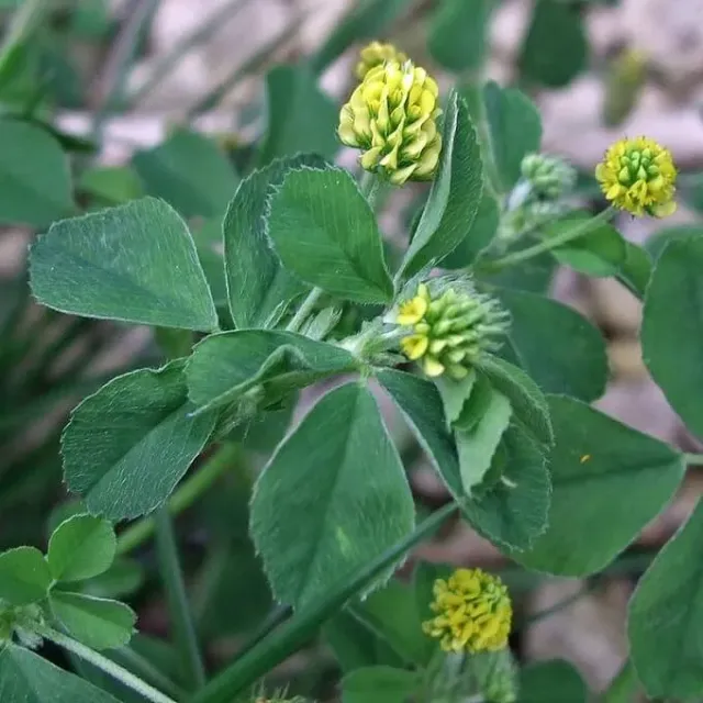 MediGran Medicago lupulina hopklaver zaden onbespoten