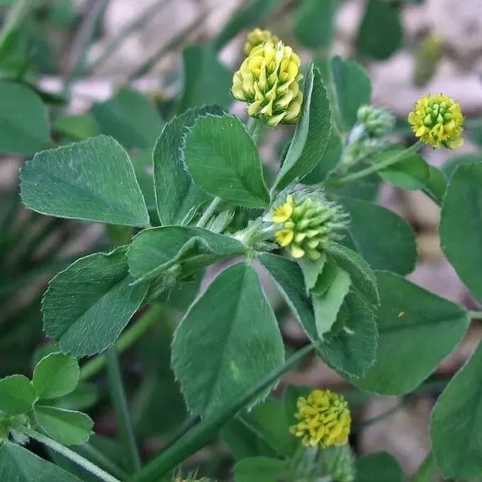 MediGran Medicago lupulina hopklaver zaden onbespoten