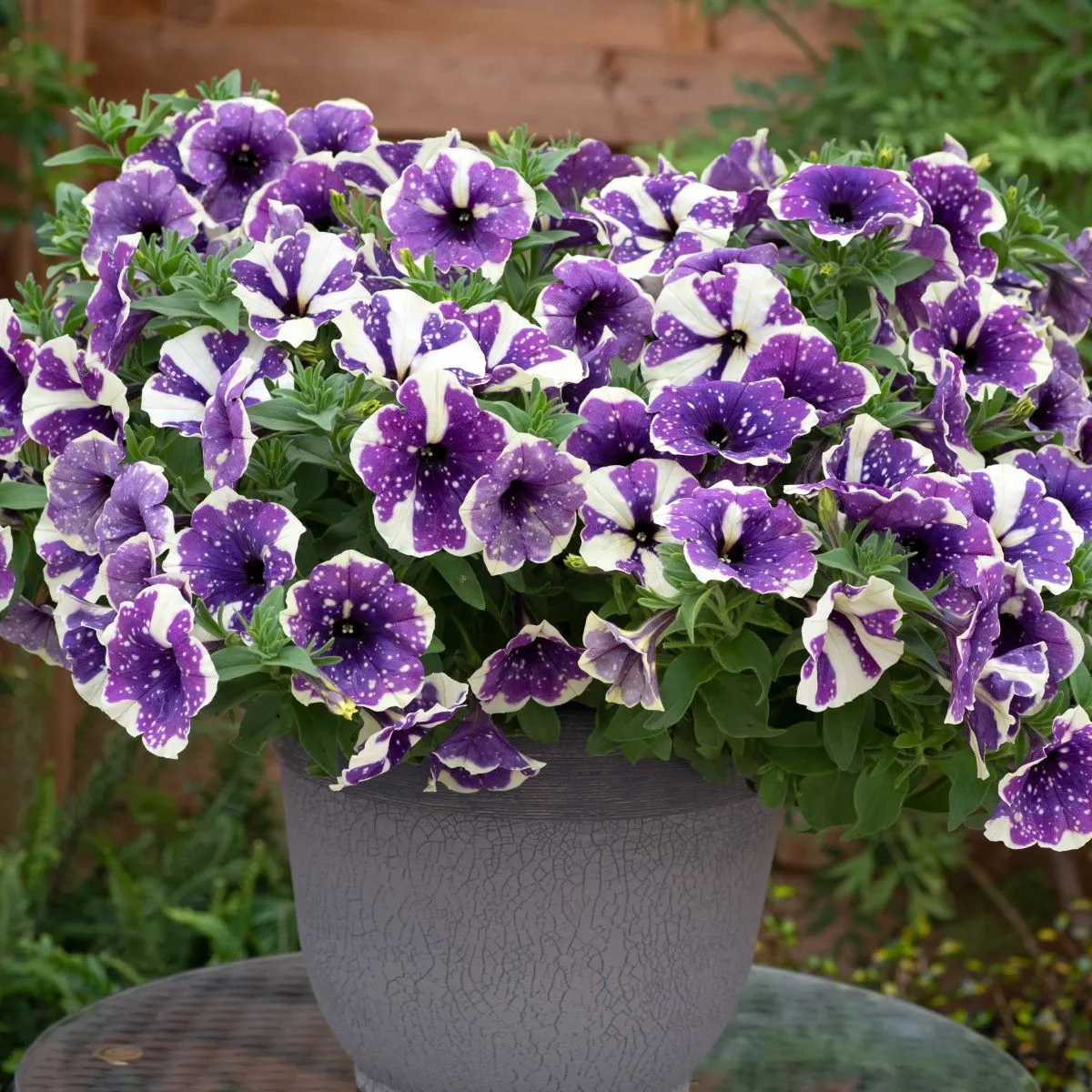 World Botanics Sparkling Sky petunia planten 15 jonge planten