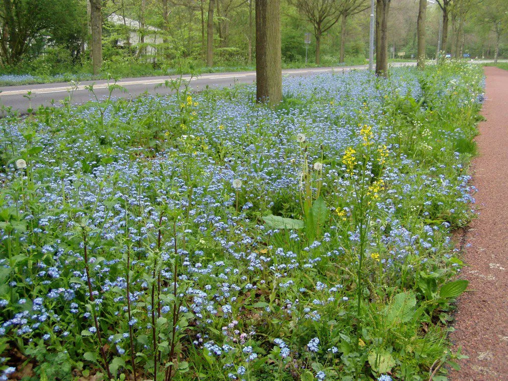 MediGran Schaduwflora HD-63 bloemenzaden droge kalkgrond