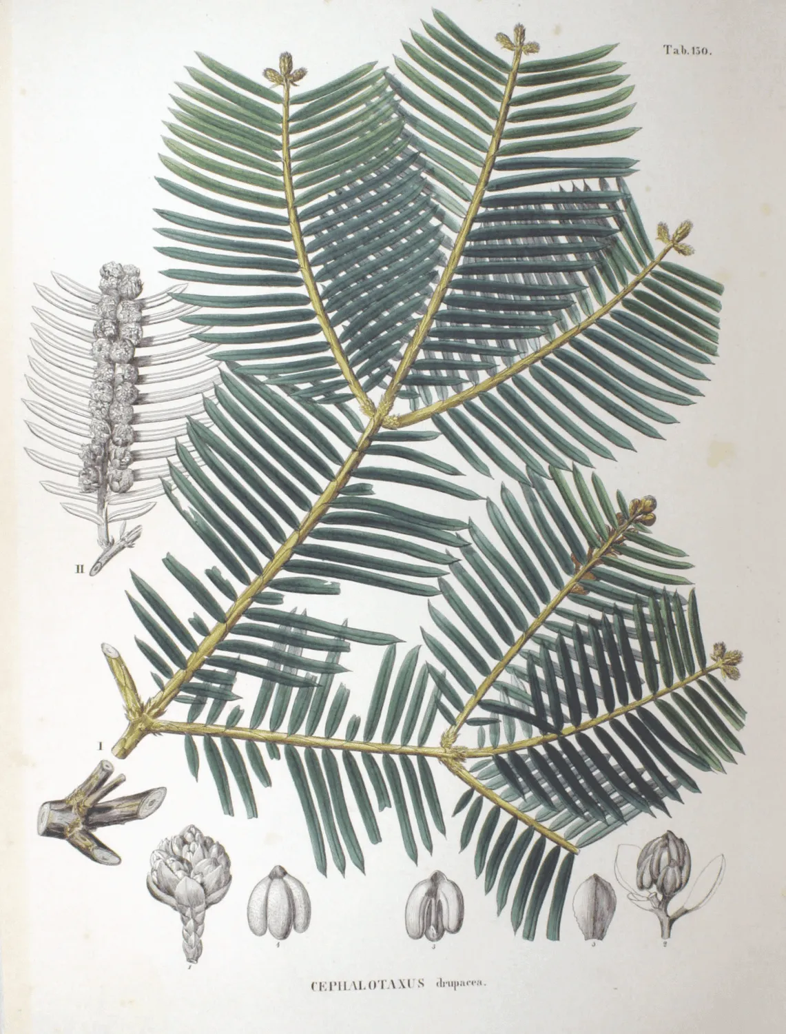 De Tuinen van MergenMetz Chinese knoptaxus plant C2 winterhard