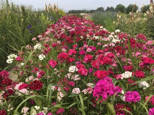 Vitale Rassen Duizendschoon bloemzaden onbespoten