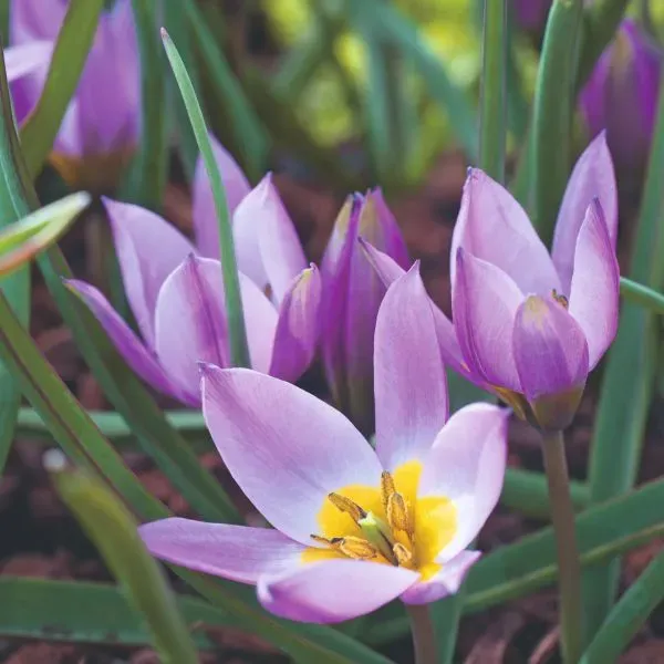 World Botanics Pulchella Humilis tulpenbollen 15 stuks